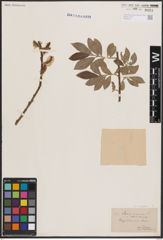 Foto von Salix cinerea L.